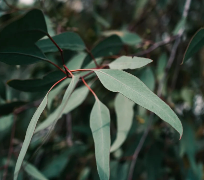 EUCALYPTUS LEAF OIL
