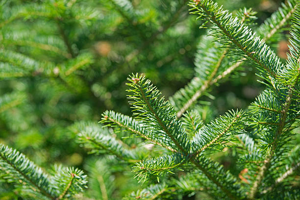 SIBERIAN FIR NEEDLE OIL