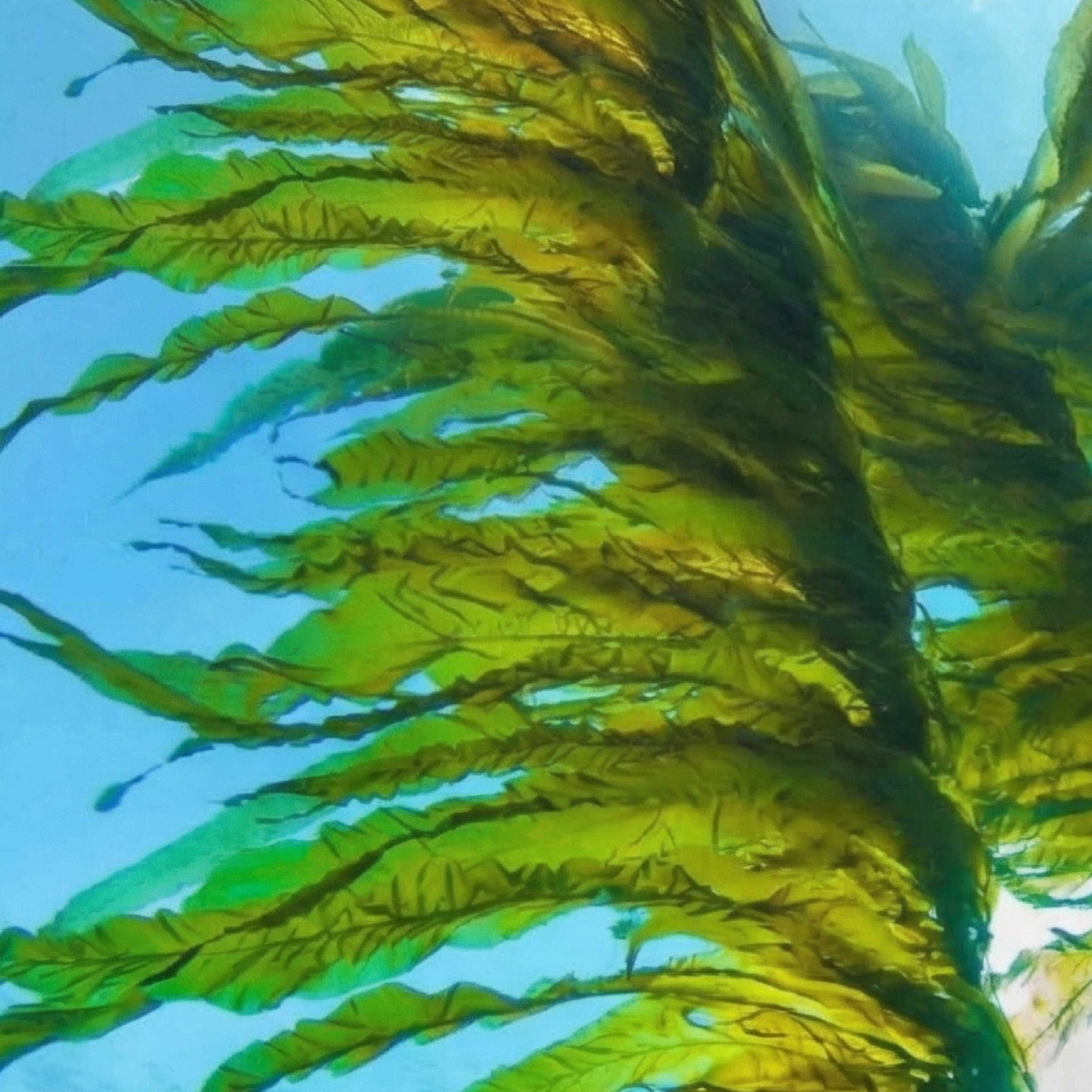 ALARIA ESCULENTA EXTRACT